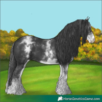 Horse Color:White Spotted Black