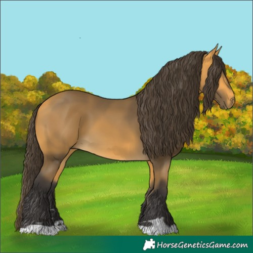 Horse Color:Buckskin 