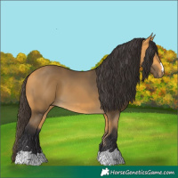 Horse Color:Buckskin 