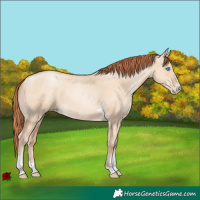 Horse Color:Sable Champagne Pearl Dun Sabino Tobiano 