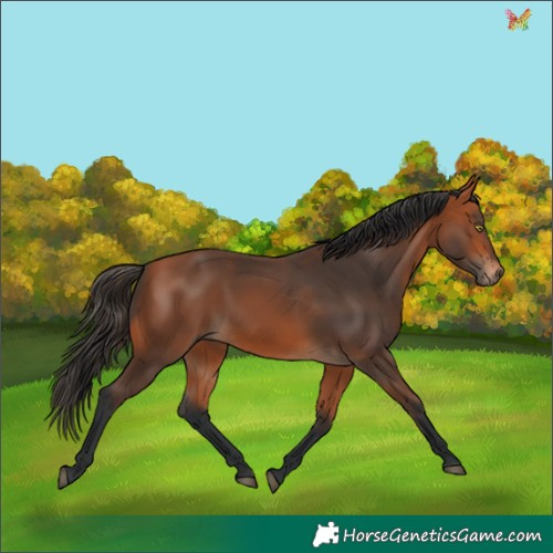 Horse Color:Bay 