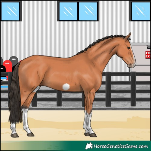 Horse Color:Bay Splash Frame