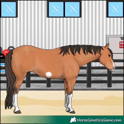 Horse Color:Bay Splash Frame 