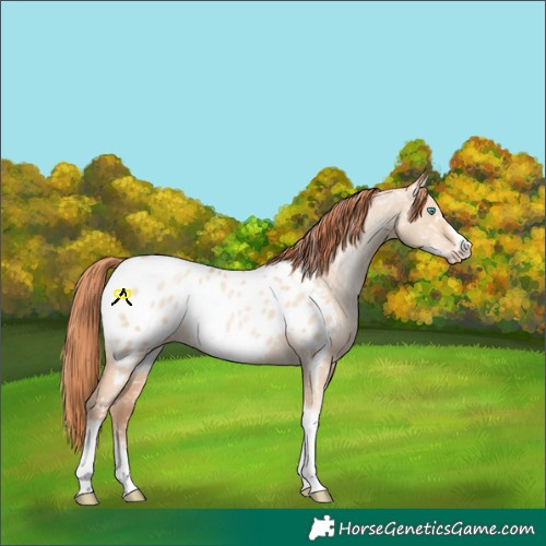 Horse Color:Sable Champagne Pearl Dun Sabino Tobiano Frame Appaloosa 