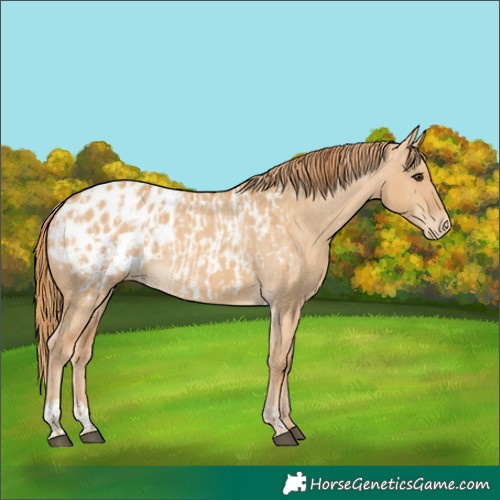 Horse Color:Red Dun Appaloosa  and Red Dun Appaloosa 