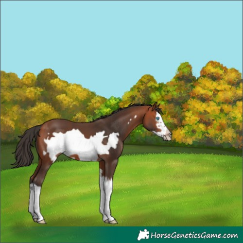 Horse Color:Bay Splash Frame 