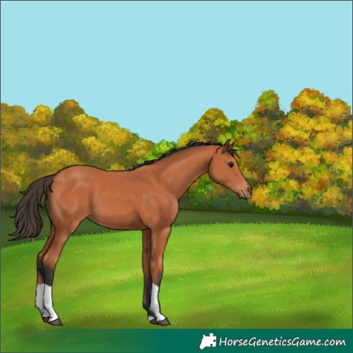 Horse Color:Bay Tobiano 