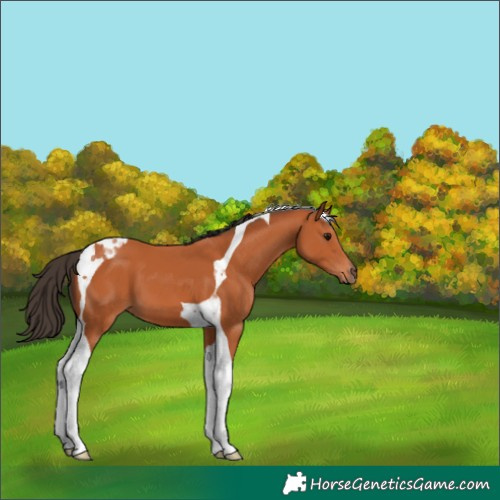 Horse Color:Bay Tobiano
