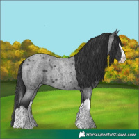 Horse Color:Blue Roan Splash 