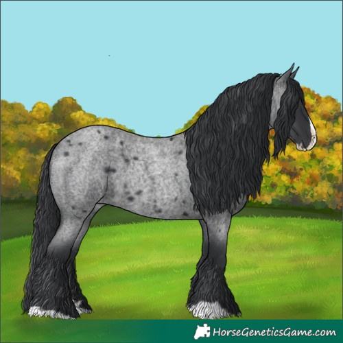 Horse Color:Blue Roan Splash 