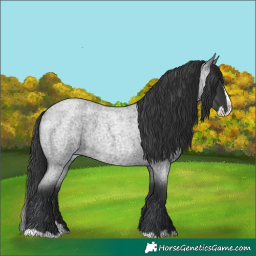 Horse Color:Blue Roan Splash 