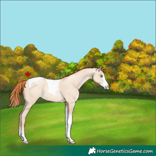 Horse Color:Sable Champagne Pearl Dun Sabino Tobiano 