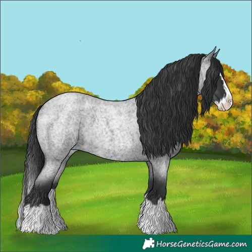 Horse Color:Blue Roan Splash