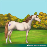 Horse Color:Sable Champagne Pearl Dun Sabino Tobiano 