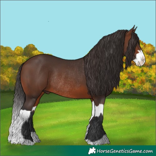 Horse Color:Brown Rabicano  and Brown Splash Rabicano 