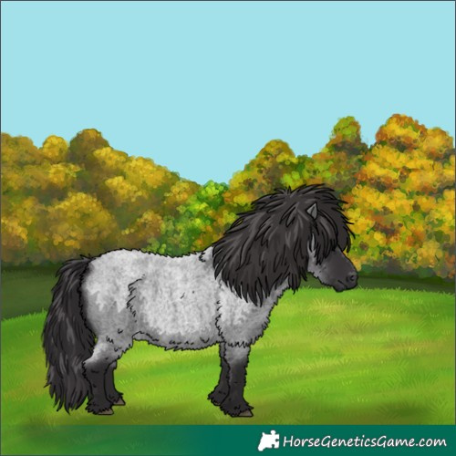 Horse Color:Smoky Blue Roan 