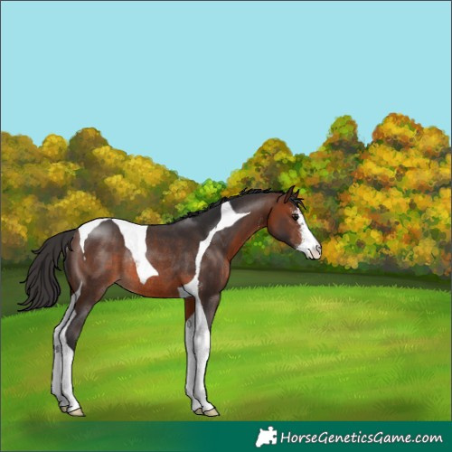 Horse Color:Brown Sabino Tobiano Rabicano 