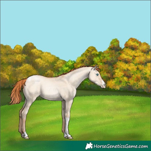 Horse Color:Sable Champagne Pearl Dun Sabino Tobiano 