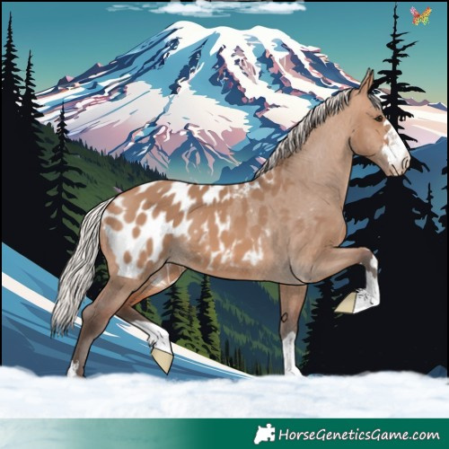 Horse Color:Silver Brown Dun Appaloosa 
