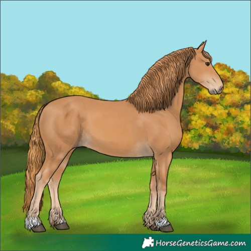 Horse Color:Chestnut 