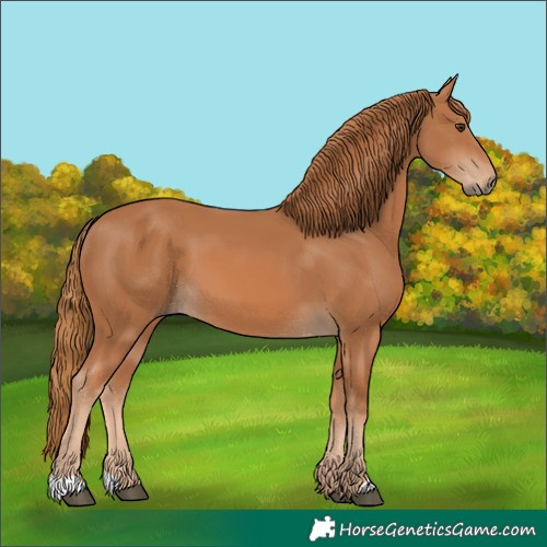 Horse Color:Chestnut 