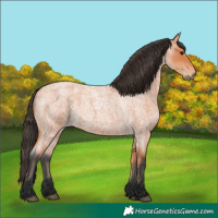 Horse Color:Bay Roan 