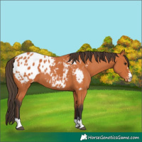 Horse Color:Bay Blanket