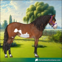 Horse Color:Bay Frame 