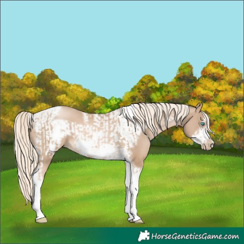 Horse Color:Chocolate Palomino Pearl Tobiano Frame  and Chocolate Palomino Pearl Tobiano Frame 