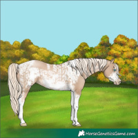 Horse Color:Chocolate Palomino Pearl Tobiano Frame and Chocolate Palomino Pearl Tobiano Frame