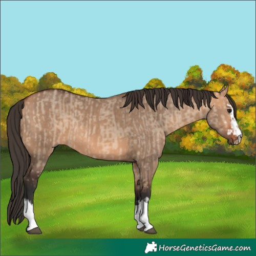 Horse Color:Bay Dun and Bay Dun Rabicano