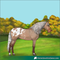 Horse Color:Silver Brown Dun Blanket