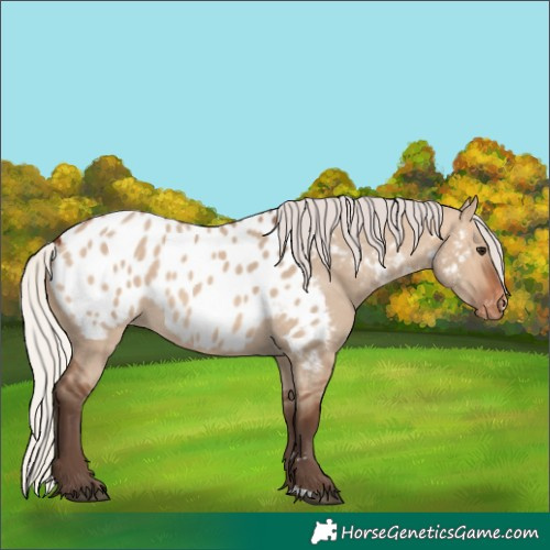 Horse Color:Silver Brown Dun Appaloosa