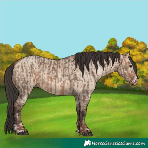 Horse Color:Bay Dun and Amber Champagne Dun
