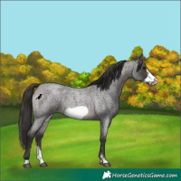 Horse Color:Buckskin Roan Sabino Frame 