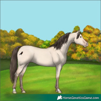 Horse Color:Amber Champagne Dun 