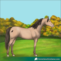Horse Color:Amber Champagne