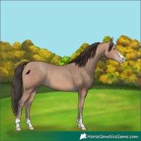 Horse Color:Amber Champagne 