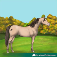 Horse Color:Amber Champagne