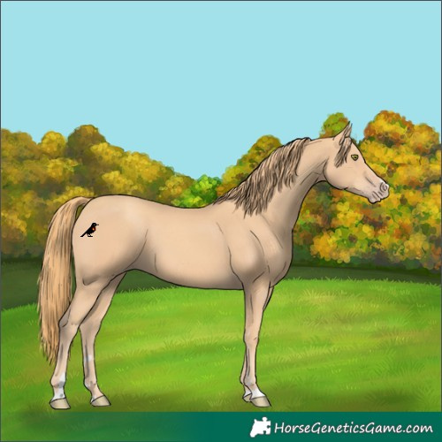Horse Color:Gold Champagne