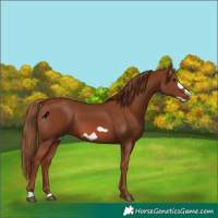 Horse Color:Chestnut Frame 