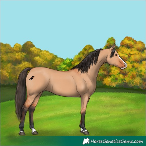 Horse Color:Bay Dun Splash 