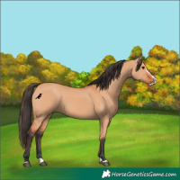 Horse Color:Bay Dun Splash 