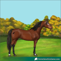 Horse Color:Gray Bay 