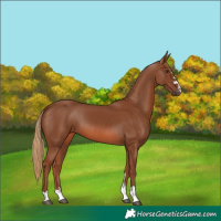 Horse Color:Chestnut 