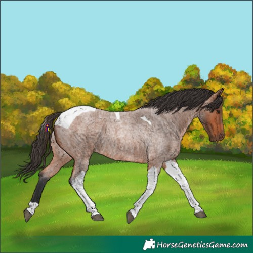 Horse Color:Bay Roan Tobiano 