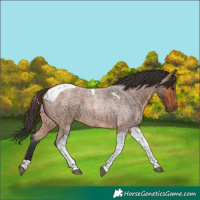 Horse Color:Bay Roan Tobiano 