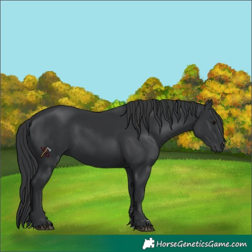 Horse Color:Black 