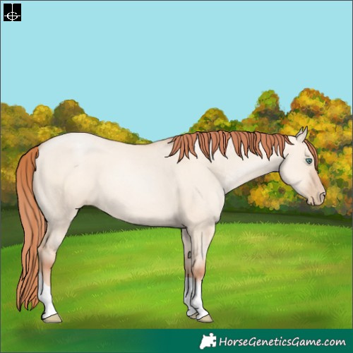 Horse Color:Classic Champagne Pearl Dun Sabino Tobiano 