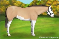 Horse Color:Amber Champagne Splash